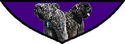 SITE WEB ELEVAGE DU CLOS DE LA LUETTE SPECIALISE POUR LE BOUVIER DES FLANDRES &copy; COPYRIGHT DEPOSE